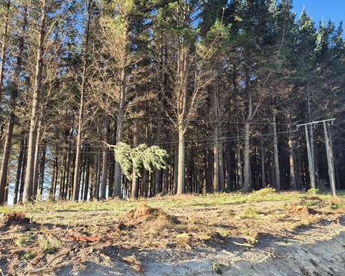 trees over power lines