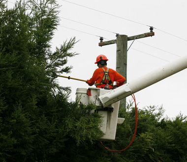 tree trimming
