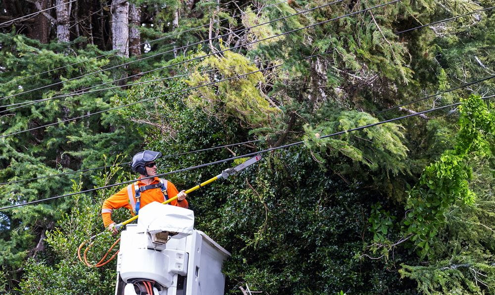 Person cutting tree