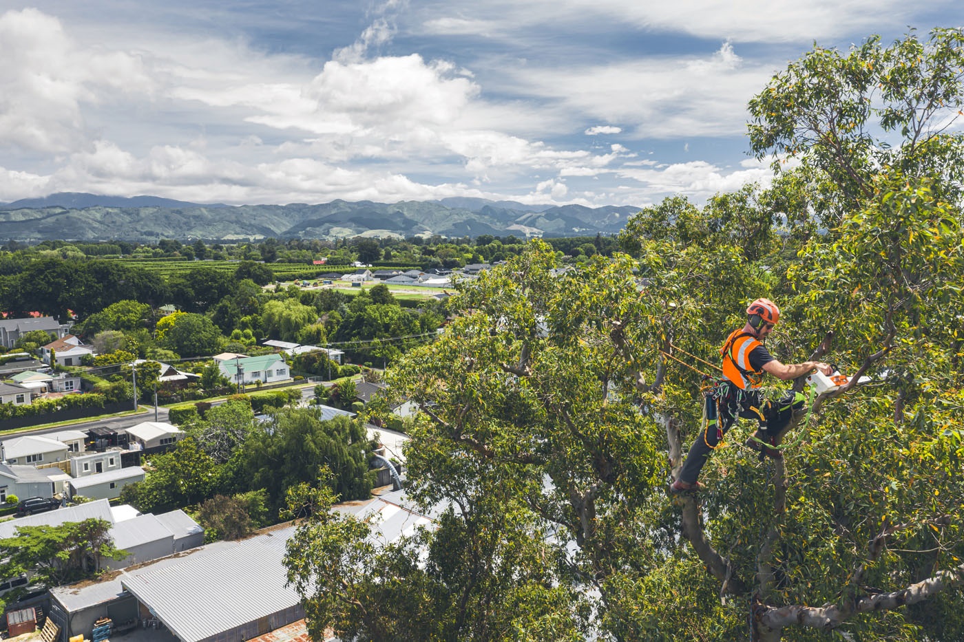 Aerial pic of arborist crowning a gum tree.