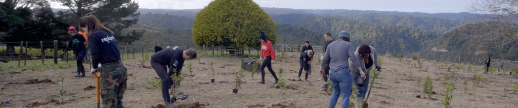 Powerco team planting trees