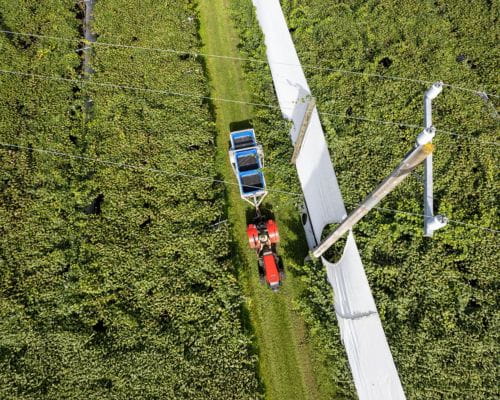 Aerial view of kiwifruit orchard