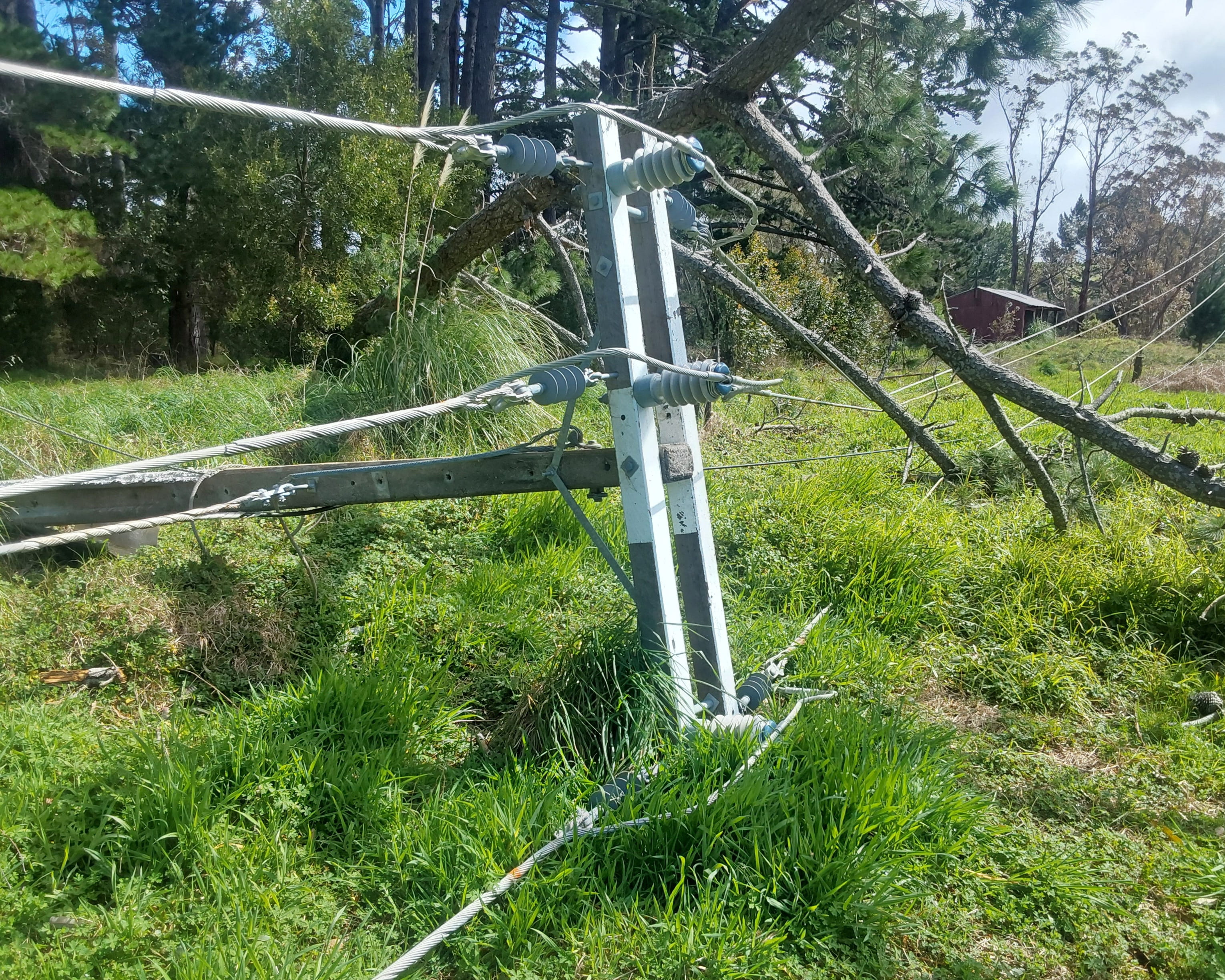 A close-up of the top of a power pole which is on the ground with lines down in a toppled tree.