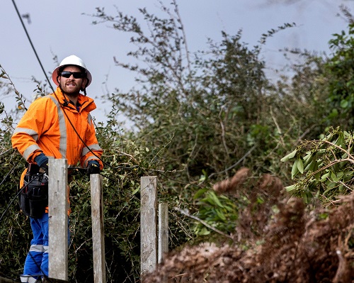 Linesman with a power line down, surrounded by vegetation.