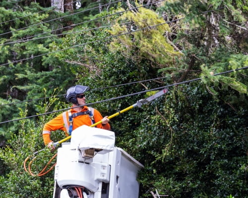 Powerco Tree Trimming