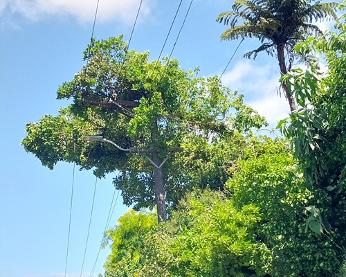 Tree on top of power lines and pole