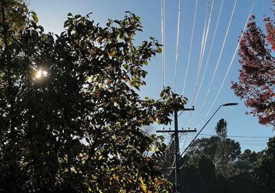 trees close to power lines