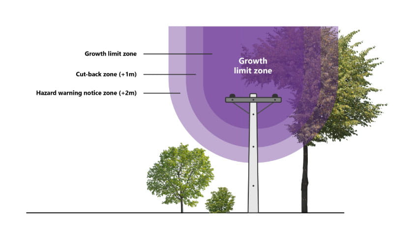 tree regulation diagram clear to the sky