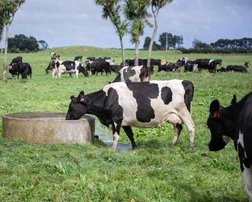 cows in field