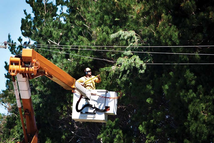 Tree contractor trimming a tree from a cherry picker