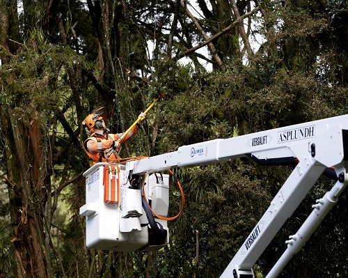 Arborist in a cherry picker basket, trimming trees